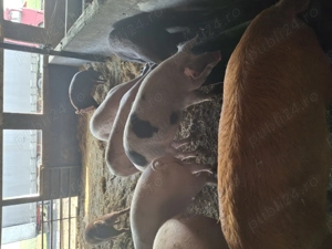 Vând porci 15 lei kg