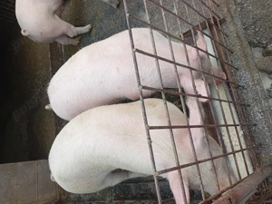 De vînzare porci crescuţi fără concentrate