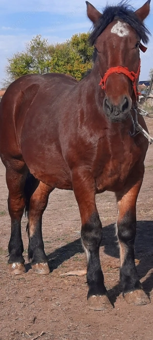 Vand sau Schimb mânz