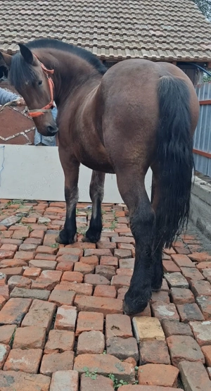 Vand sau Schimb mânz - imagine 2