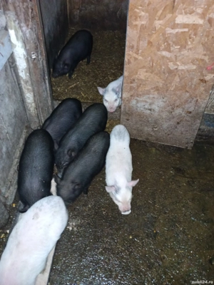 purcei vietnamezi  - imagine 2