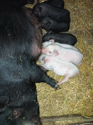 purcei vietnamezi  - imagine 4