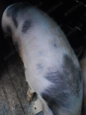 Vând porci crescuți în gospodărie  - imagine 3