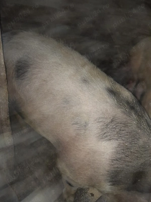 Vând porci crescuți în gospodărie  - imagine 2