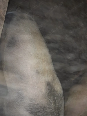 Vând porci crescuți în gospodărie  - imagine 4