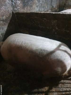 soldana de vanzare  - imagine 2