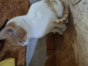 Pisicuța drăguță,jucăușă  - imagine 4