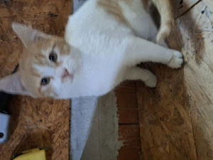 Pisicuța drăguță,jucăușă  - imagine 3