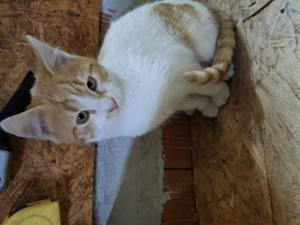 Pisicuța drăguță,jucăușă 