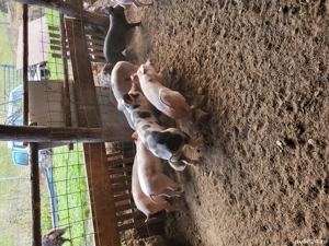 Vand soldani - imagine 4