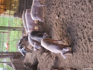 Vand soldani - imagine 2