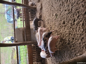 Vand soldani - imagine 5