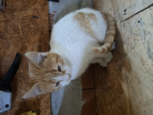 Pisicuța drăguță,jucăușă  - imagine 2