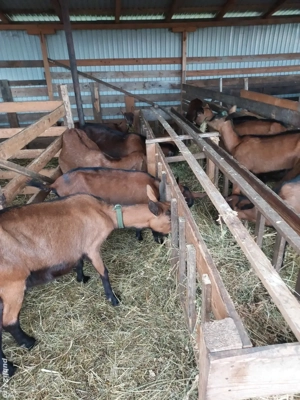 Vând capre alpine franceze gestante - imagine 3