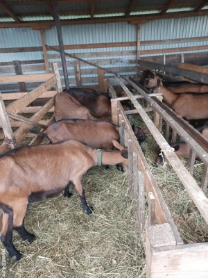 Vând capre alpine franceze gestante