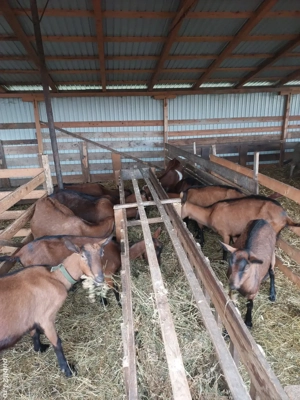 Vând capre alpine franceze gestante - imagine 5