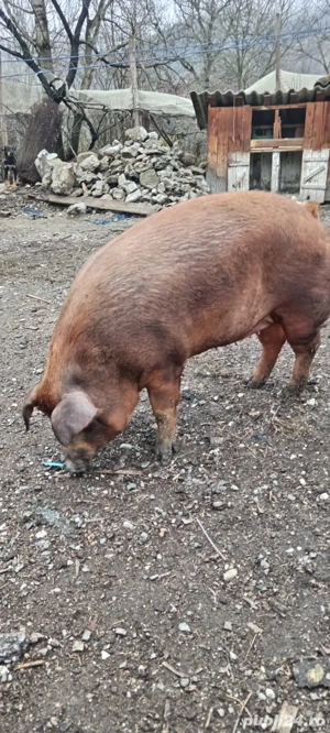 Scroafa disponibila  - imagine 3