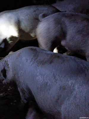 2 porci de vânzare  - imagine 2