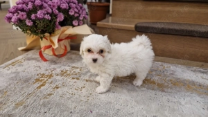 Bichoni de vanzare - imagine 3