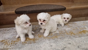 Bichoni de vanzare - imagine 2