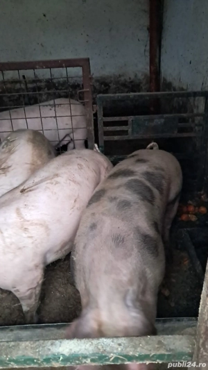 Porci de vanzare - imagine 2