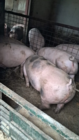Porci de vanzare - imagine 4