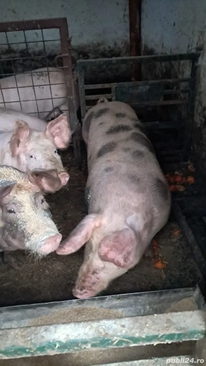 Porci de vanzare - imagine 3