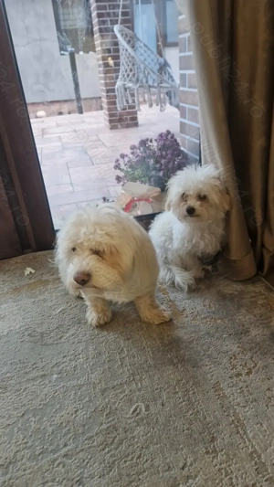 Bichoni de vanzare - imagine 5