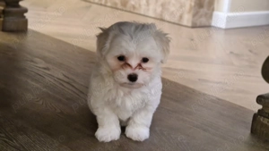 Bichoni de vanzare - imagine 4