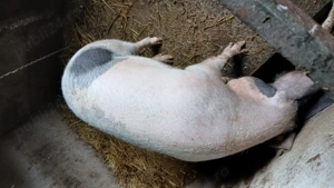 Vand porc gras  - imagine 4