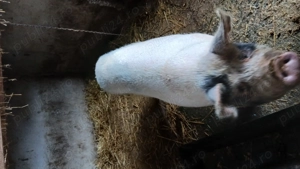 Vand porc gras  - imagine 3