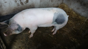 Vand porc gras  - imagine 2