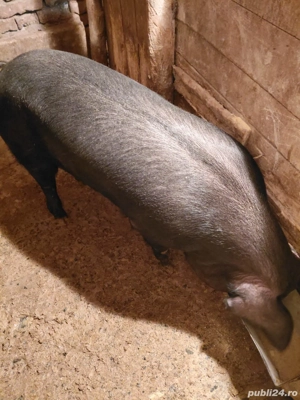 Porc de vânzare pret negociabil detalii la telefon  - imagine 2