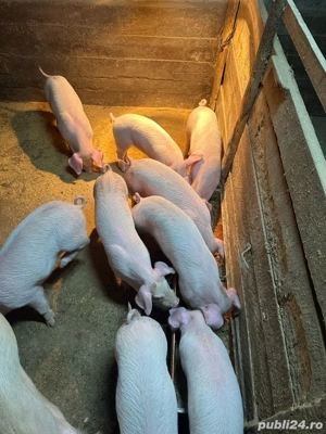 vand pucei de 8 saptamani  - imagine 4