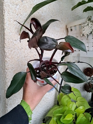 PLante de vanzare philodendron scindapsus tradescantia ficus decorative exotice tropicale