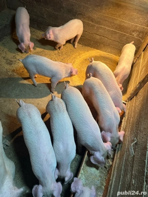 vand pucei de 8 saptamani  - imagine 2