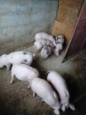 Vând purcei rasa Peris 