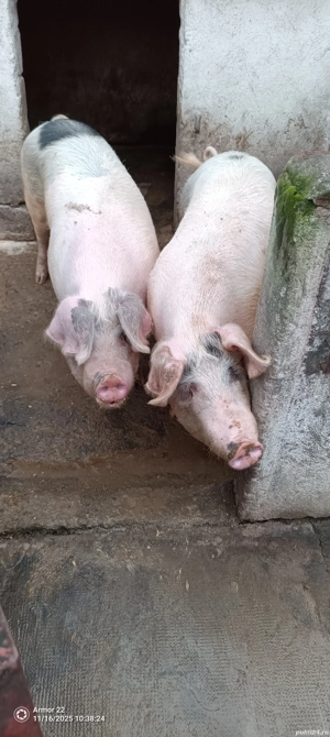 porci de carne - imagine 2