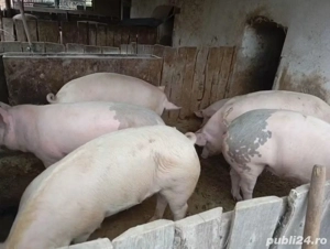 vând porci pentru sacrificare 120-140 kg - imagine 2