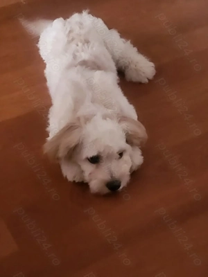 Vand cățel bison Maltez - imagine 2