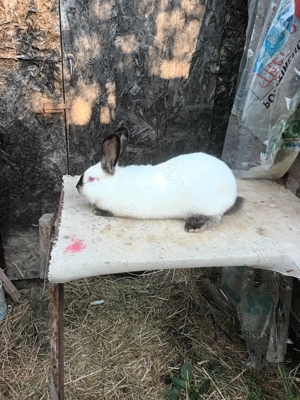 Iepuri rasa  californian