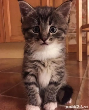 Siberiana de Pădure  - imagine 2