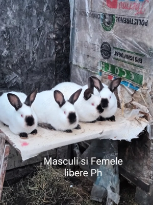 Iepuri rasa  californian - imagine 2