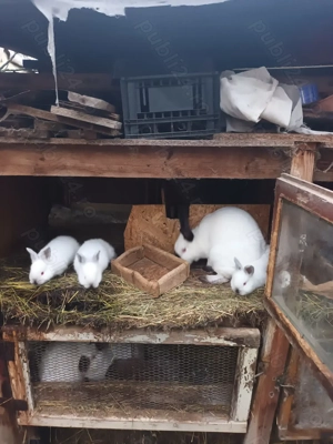 Iepuri rasa  californian - imagine 3