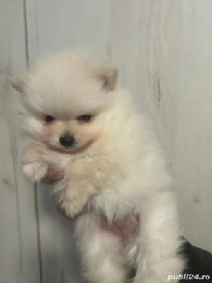 fata si baiat pomeranian - imagine 2