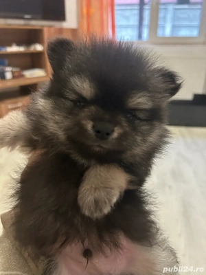 fata si baiat pomeranian - imagine 3