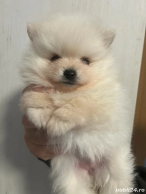 fata si baiat pomeranian