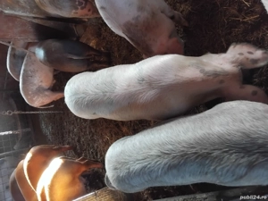 vand purcei si soldani - imagine 3