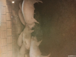 vand purcei si soldani - imagine 4