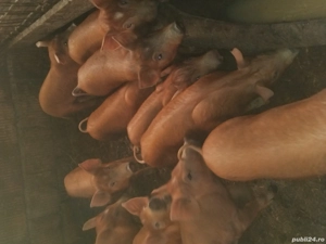 vand purcei si soldani - imagine 2